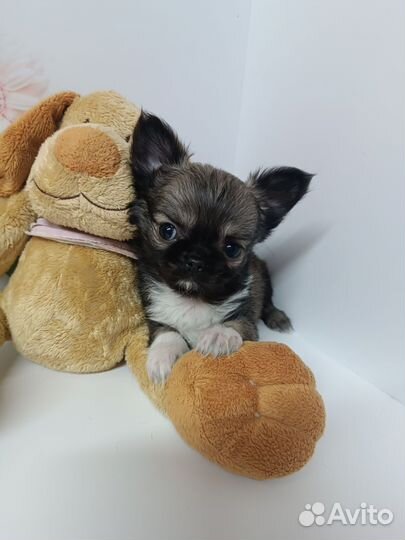 Продана.Мини Боня