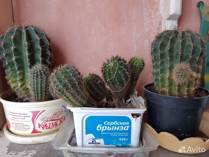 Кактус эхинопсис