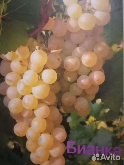 Саженцы винограда