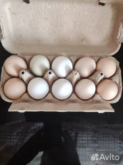 Продаю домашние перепелиные,куриные яйца