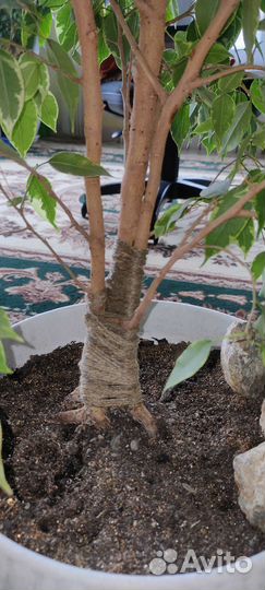 Фикус бенджамина большой