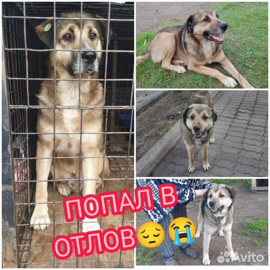 Собаки