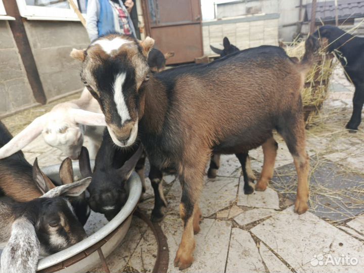 Дойные козы и козлята