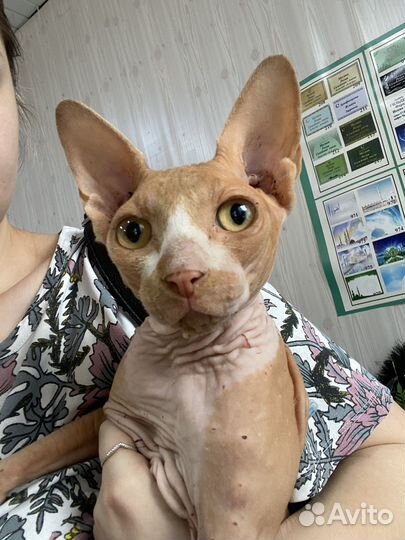 Донской сфинкс