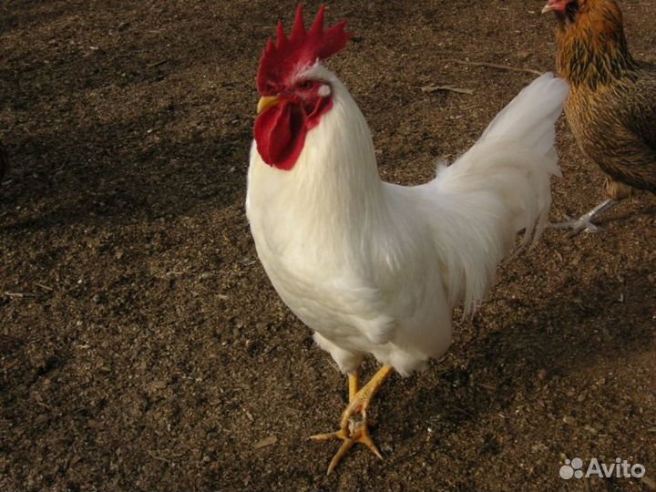 Молодые петушки