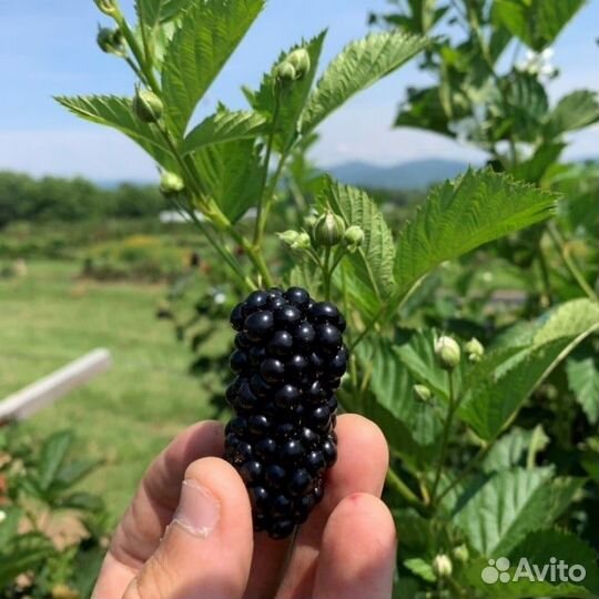 Саженцы ежевики