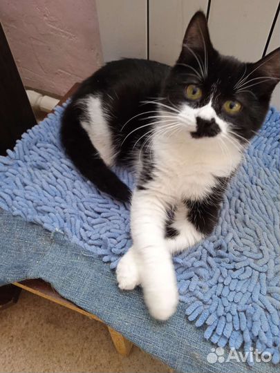 Кошка в дар бесплатно