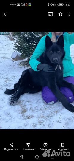 Вязка кобеля