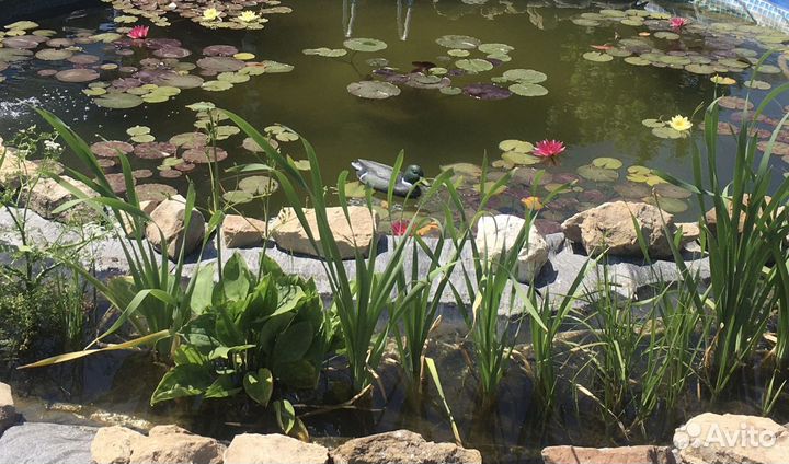 Нимфеи лилии кувшинки