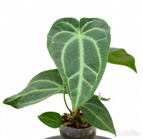 Антуриум магнификум сильвер