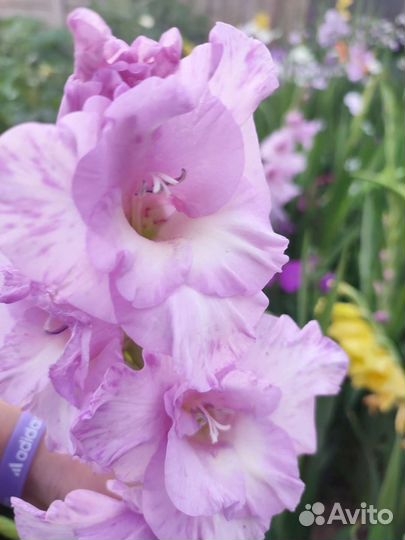 Гладиолусы луковицы