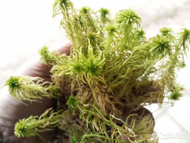Мох сфагнум живой