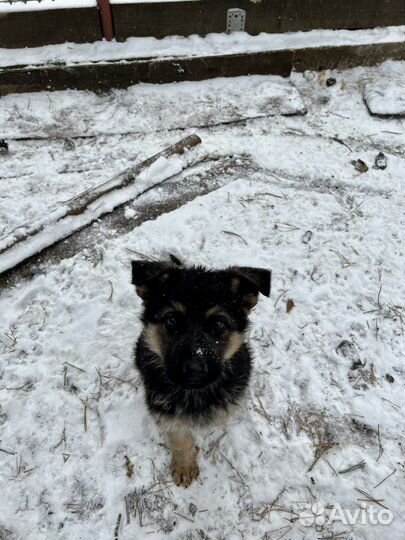 Щенки немецкой овчарки девочки