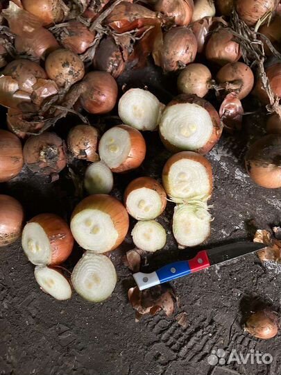 Лук на зелень штудгарт из севка