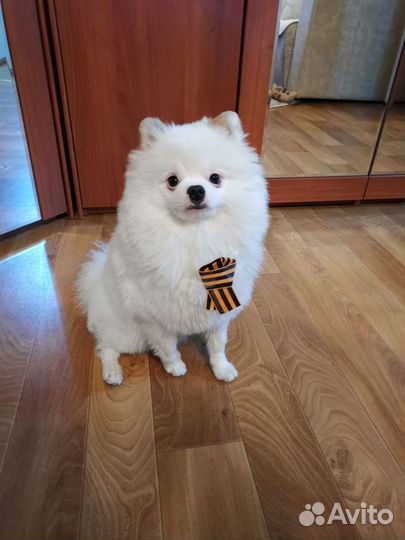 Немецкий шпиц вязка