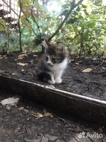 Маленький котенок в добрые руки