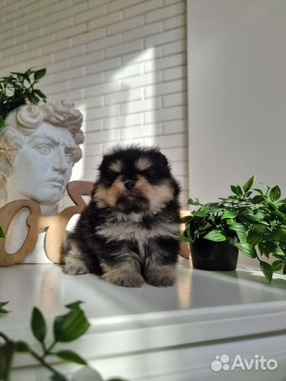 Померанский шпиц супер мини