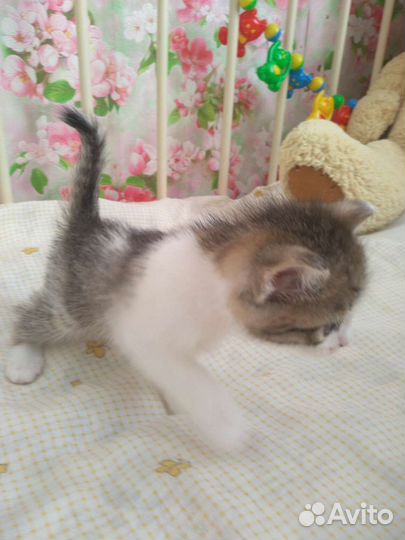 Котята