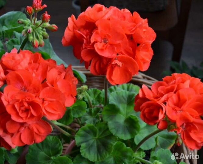 Ainsdale Duke пеларгония(герань)