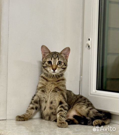 Котенок 4-5 месяцев