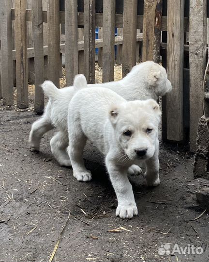 Продажа щенков Алабая