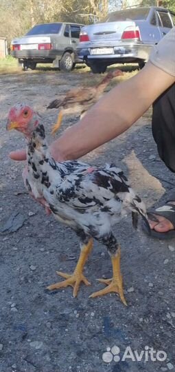 Бойцовые Петушки