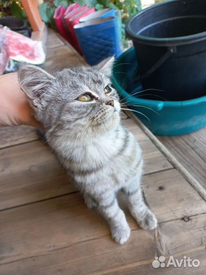 Котенок мальчик