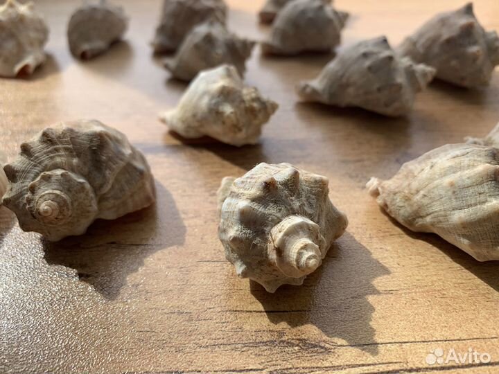 Морские ракушки раковины Ракушка рапан кораллы