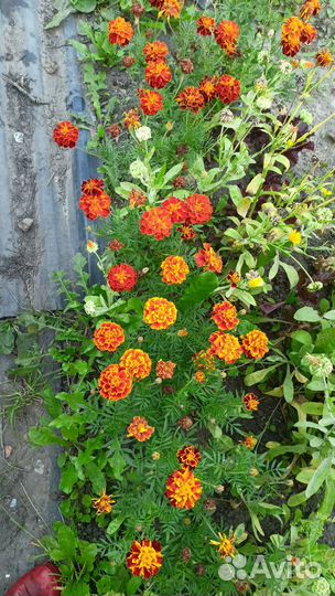 Бархатцы семена