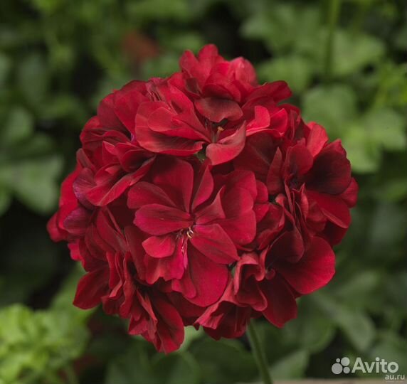 Пеларгония Calliope Dark Red