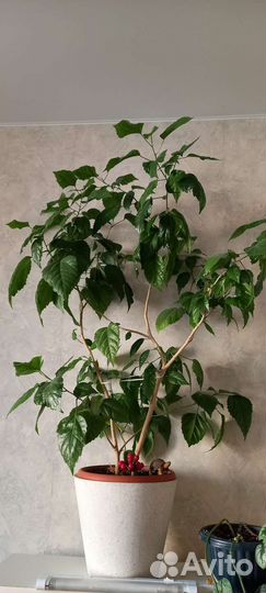 Роза Китайская (Гибискус)