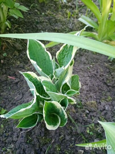 Растения для сада. Хосты