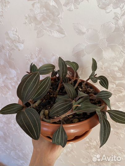 Лудизия(орхидея драгоценная)