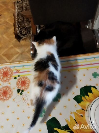 Кошка