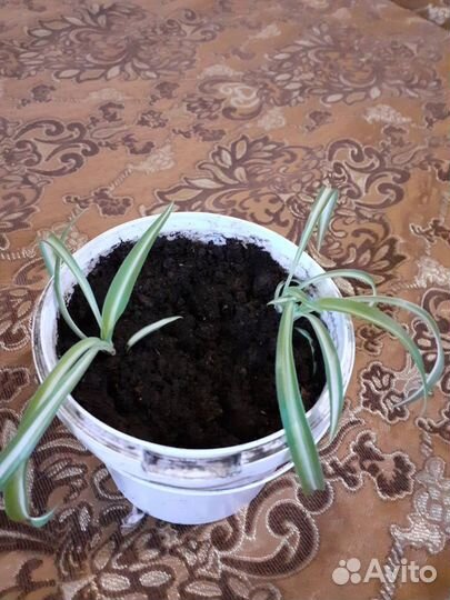 Хлорафитум