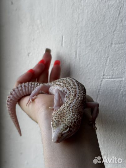 Ящерица эублефар