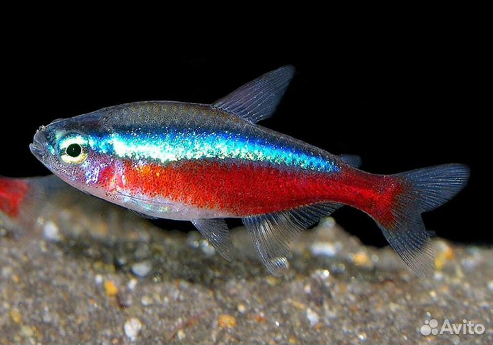 Неон голубой