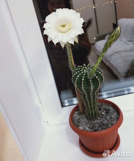 Кактусы и суккуленты