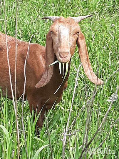 Козы Камори процентные