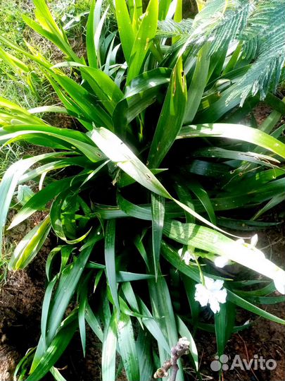 Ирис Японский Фрезия красная