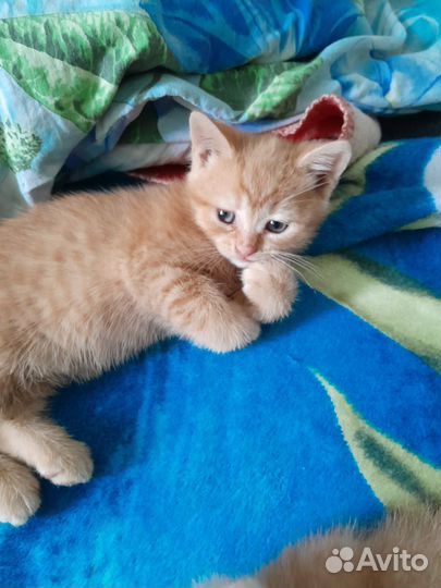 Кошки в добрые руки