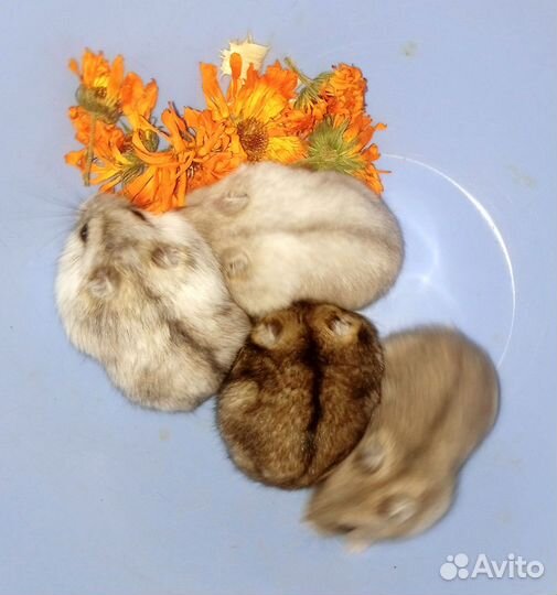 Джунгарский хомяк