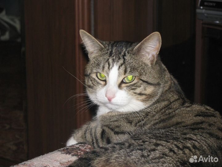 Нарисую вашего любимца. Акварель