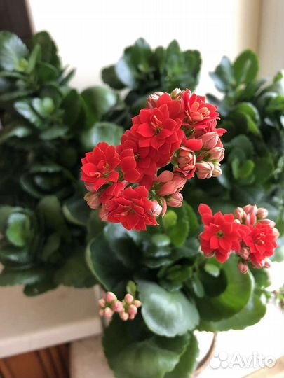 Каланхоэ цветущий (детки)