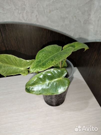 Филодендрон Параисо Верде Вариегата