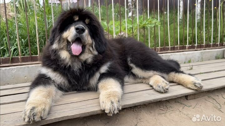 Тибетский мастиф