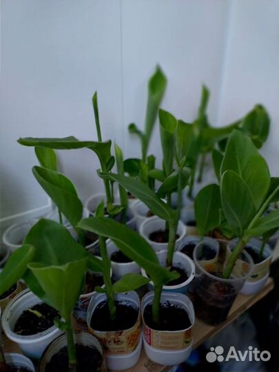 Цветы канны