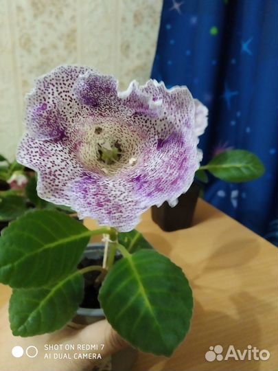 Глоксиния цветущая