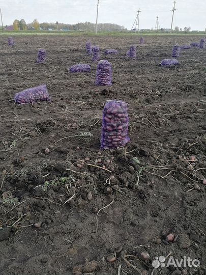 Продам картофель урожай 2023