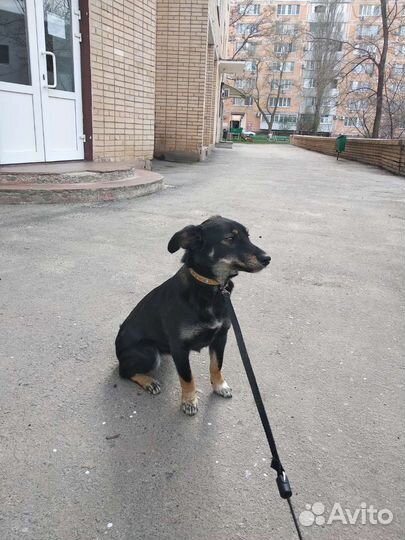 Собака в добрые руки
